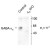Figure 1. Western blot of mouse forebrain lysates from Wild Type (Control) and Alpha-6-knockout (Alpha6-K/O) animals showing specific immunolabeling of the ~57k Alpha-6 subunit of the GABAA-R.  The labeling was absent from a lysate prepared from Alpha-6-knockout animals.