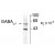 Figure 1. Western blot of rat cortex lysate showing immunolabeling of the ~51k Alpha-1 subunit of the GABAA-R.