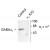 Figure 1. Western blot of mouse forebrain lysates from wild type (Control) and Alpha-1 knockout (Alpha-1 K/O) animals showing specific immunolabeling of the ~51k Alpha-1 subunit of the GABAA-R. The labeling was absent from a lysate prepared from Alpha-1 knockout animals.