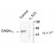 Figure 1. Western blot of mouse forebrain lysates from wild type (Control) and Alpha-1 knockout (Alpha-1 K/O) animals showing specific immunolabeling of the ~51k Alpha-1 subunit of the GABAA-R. The labeling was absent from a lysate prepared from Alpha-1 knockout animals.