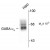 Figure 1. Western blot of rat Hippocampal (Hipp) lysate showing specific immunolabeling of the ~64k Alpha-4 subunit of the GABAA-R.