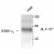 Figure 1. Western blot of 10 mg of Rat brain Hippocampus (Hipp)  lysate showing immunolabeling of the ~64k Alpha-4 subunit of the GABAA-R.