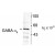 Figure 1. Western blot of rat cortex lysate showing immunolabeling of the ~57k Alpha-6 subunit of the GABAA-R.

