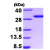 Recombinant human 14-3-3 sigma, 1- 248 aa: 15% SDS-PAGE (3 µg)