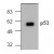 Western blot analysis of p53 in Cos cell lysate.