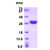 Recombinant human HSP27 (1-205 aa), His-tagged: 15% SDS-PAGE (3 µg)
