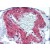 Colon, vessel: Formalin-Fixed Paraffin-Embedded (FFPE) using ACTA2 antibody