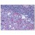 AM08347PU-N at 10 µg/ml staining CD40 in Human Tonsil by Immunohistochemistry, Formalin-Fixed Paraffin-Embedded tissue.