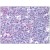 AM08348PU-N at 10 µg/ml staining CD40 in Human Tonsil by Immunohistochemistry, Formalin-Fixed Paraffin-Embedded tissue.