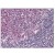 AM08389AF-N CD284/TLR4 Antibody staining of Formalin-Fixed, Paraffin-Embedded Human Tonsil at 5 µg/ml followed by biotinylated anti-mouse IgG secondary antibody, alkaline phosphatase-streptavidin and chromogen.