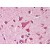 Immunohistochemistry (Formalin-Fixed Paraffin-Embedded (FFPE)- p53 antibody:  Staining p53 in paraffin embedded human Brain, cortex by Immunohistochemistry.