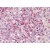 Spleen, neutrophils: Formalin-Fixed, Paraffin-Embedded (FFPE) using anti MMP9 antibody (Cat#AP09001PU-N).