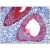 Uterus: Formalin-Fixed, Paraffin-Embedded (FFPE) using KRT19 Antibody
