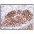 Formalin-fixed and paraffin-embedded human breast tissue (C; 4 microns) stained with anti-S100 showing strong positive immunostaining of the outer myoepithelial cell component in mammary lobule.