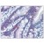 Small intestine: Formalin-Fixed, Paraffin-Embedded (FFPE)