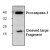 Western blot analysis of Caspase-1 expression in Rat liver tissue lysate.
