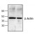 Western blot analysis of β-Actin in Jurkat cell lysate (left lane) and mouse intestine tissue lysate (right lane).