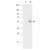 Western blot using Anti-AKT pS473 monoclonal antibody shows detection of phosphorylated AKT (indicated by arrowhead at ~56 kDa) on PDGF stimulated NIH/3T3 cell lysates (lane 2). No reactivity is seen for non-phosphorylated AKT in untreated cells (lane 1). Each lane contained approximately 10 µg of lysate. All samples were loaded on to a 4-20% gradient gel for separation. After electrophoresis, the gel was blocked with 5% BLOTTO for 90 min at RT. The membrane was probed with the primary antibody at a 1:10,000 dilution in TBS with 0.05% Tween-20 with 1% BSA, for 1 h at 4° C. For detection HRP conjugated Gt-a-Mouse IgG was used at a 1:20,000 dilution for 1 h at 4° C with FemtoMax(TM) enhanced chemiluminescent reagent. Images were captured using 2X2 binning for 10-20 sec using a BioSpectrum Imaging System (UVP Ltd.)