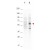 Western blot using Anti-AKT pT308 monoclonal antibody shows detection of phosphorylated AKT (indicated by arrowhead at ~56 kDa) on PDGF stimulated NIH/3T3 cell lysates (lane 2). No reactivity is seen for non-phosphorylated AKT in untreated cells (lane 1). Each lane contained approximately 15 µg of lysate. All samples were loaded on to a 4-20% gradient gel for separation. 
After electrophoresis, the gel was blocked with 3% BSA in TBS for 30 min at RT. The membrane was probed with the primary antibody at a 1:4,000 dilution in TBS with 3% BSA, for 3 h at 4° C. For detection peroxidase conjugated Gt-a-Mouse IgG (Fc) was used at a 1:40,000 dilution for 1 h at 4° C. Data was captured using a Versadoc 4000 MP (Bio-Rad).
