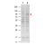 Western blot using AM08449PU STAT5 pTyr694 antibody shows detection of phosphorylated Stat5 (indicated by arrowhead at ~91 kDa) in NK92 cells after 30 min treatment with 1Ku of IL-2 (Lane 2). No reactivity is seen for non-phosphorylated Stat5 in untreated cells (Lane 1). The membrane was probed with the primary antibody at a 1/1,000 dilution, overnight at 4°C.
For detection DyLight™800 conjugated Goat anti-Mouse IgG was used at a 1/20,000 dilution for 30 min at RT followed by visualization using a VersaDoc™ MP 4000 imaging system (Bio-Rad).