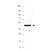Western blot: Anti-HA epitope tag antibody detects HA-tagged recombinant proteins. Polyclonal Rabbit anti-HA epitope tag, at a 1/2,000 dilution, was used to detect 1.0 µg of 12-Epitope Tag Protein Marker Lysate containing the HA epitope tag. A 4-20% gradient gel was used to resolve the protein by SDS-PAGE. The lysate was transferred to nitrocellulose using standard methods. After blocking, the membrane was probed with anti-HA tag antibody for 1 h at room temperature followed by washes and reaction with a 1:20,000 dilution of IRDye(R) 800 conjugated Gt-anti-Rabbit IgG (H&L) MX10 for 30 min at RT. LICOR's Odyssey(R) Infrared Imaging System was used to scan and process the image. Other detection systems will yield similar results.