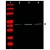 Western blot using Affinity Purified anti-beta Actin antibody shows detection of a predominant band at ~42 kDa corresponding to beta Actin (arrowhead) in various whole cell lysates. Lysates are as follows: human embryonic kidney 293 (lane 2), human lung carcinoma A549 (lane 3) and mouse brain (lane 4) all using the 800 nm channel (green). ~ 35 µg of each lysate was separated on a 4-20% Tris-glycine gel by SDSPAGE and transferred onto nitrocellulose. After blocking the membrane was probed with the primary antibody diluted to 1:1,500. Incubation was overnight at 4° C followed by washes and reaction with a 1:10,000 dilution of IRDye(TM)800 conjugated Gt-a-Rabbit IgG [H&L] MX for 45 min at room temperature. Molecular weight markers are shown in lane 1 using the 700 nm channel (red). IRDye(TM)800 fluorescence image was captured using the Odyssey(R) Infrared Imaging System developed by LI-COR. IRDye is a trademark of LI-COR, Inc. Other detection systems will yield similar results.