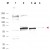 Western blot using affinity purified anti-AKT antibody shows detection of endogenous protein in whole cell extracts from H2O2 treated MCF7 cells (lane 2). Recombinant AKT is detected in lane 3. Lanes 1 and 4 contain wcl from HeLa and A431 cells, respectively. Specific band staining is completely blocked when antibody is pre-incubated with the immunizing peptide (data not shown). The band at ~55-60 kDa, indicated by the arrowhead, corresponds to the expected molecular weight of AKT. Primary antibody was diluted 1:300 in 1% BLOTTO and reacted with the membrane overnight at 4° C. IRDYE800(TM) conjugated Dnky-a-Sheep IgG was used at a 1:10,000 dilution for 45 min at room temperature.