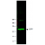 Western blot of GFP protein detected with polyclonal anti-GFP antibody. Wild type GFP (0.1 μg) was used to spike 30 μg of a HeLa whole cell lysate. This antibody detects a 27 kDa band corresponding to the epitope tag GFP. A 4-20% Tris-Glycine gradient gel was used for SDS-PAGE. The protein was transferred to nitrocellulose using standard methods. After blocking with 5% BLOTTO in PBS, the membrane was probed overnight at 4° C with the primary antibody diluted in 5% BLOTTO to 1:1,000, followed by washes and reaction with a 1:10,000 dilution of IRDye® 800 conjugated Goat-a-Rabbit IgG [H&L]. IRDye® 800 fluorescence image was captured using the Odyssey® Infrared Imaging System developed by LI-COR. IRDye is a trademark of LI-COR, Inc. Other detection systems will yield similar results.