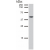 Detection of cytokeratin 8 in HeLa cell lysate by mouse monoclonal antibody C-51.