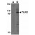 Western blot using affinity purified anti-TLR2 antibody shows detection of TLR2 in A20 whole cell lysate in the presence (1) and absence (2) of blocking peptide. The membrane was probed with the primary antibody diluted to 1:1000.