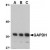 Western blot using Affinity Purified anti-GAPDH antibody shows detection of a single band at ~39 kDa corresponding to GAPDH (arrowhead) in HeLa cell lysates. The predicted MW of GAPDH is 36 kDa. GAPDH was detected using 125 ng/ml (lane A), 250 ng/ml (lane B) and 500 ng/ml (lane C) concentrations of primary antibody.