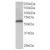 FTCD Antibody staining (AP16258PU-N at 0.03µg/ml) of Human Liver lysate (35µg protein in RIPA buffer). Primary incubation was 1 hour. Detected by chemiluminescence.