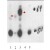 Western blot using affinity purified anti-THRB1 antibody shows detection of in vitro translated THRB1 (lane 2) and human thyroid stable cell line expressing THTRb1 (lane 3). No staining is evident in non transfected human thyroid cells (lane 1), over expressed THRA (lane 4) or HeLa stable cell line expressing THRA1 (lane 5). The band at ~62 kDa, indicated by the arrowheads, corresponds to THRB.