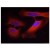 Figure 1. Immunofluorescence staining of methanol-fixed HeLa cells using Keratin 8 (Phospho-Ser74) Antibody (#AP09459PU, Red).