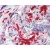 AP16467PU-N (2.5µg/ml) staining of paraffin embedded Human Placenta. Steamed antigen retrieval with citrate buffer pH 6, AP-staining.