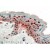 AP16443PU-N (2.5µg/ml) staining of paraffin embedded Human Skin. Steamed antigen retrieval with citrate buffer pH 6, AP-staining.