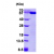 Recombinant human PDIA3, 25-505 aa, His-tagged: 15% SDS-PAGE (3 µg)