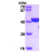Recombinant human PARP1, 662-1014 aa: 15% SDS-PAGE (3 µg)