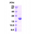 Recombinant human APRT, 1-180 aa: 15% SDS-PAGE (3 µg)