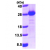 Recombinant human GOPC, 278-454 aa, His-tagged: 15% SDS-PAGE (3 µg)
