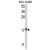 Western blot analysis of PTGES Antibody (N-term) (AP18166PU-N) in NCI-H460 cell line lysates (35ug/lane).PTGES (arrow) was detected using the purified Pab.(2ug/ml)