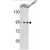 Western blot analysis of VCP Antibody (C-term) (AP17823PU-N) in Jurkat, 293, MDA-MB231 cell line lysates (35ug/lane). VCP (arrow) was detected using the purified Pab.