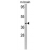 Western blot analysis of CASP4 Antibody (C-term) (AP17182PU-N) in mouse brain tissue lysates (35 µg/lane). CASP4 (arrow) was detected using the purified Pab.