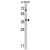 Western blot analysis of CASP4 Antibody (N-term) (AP17183PU-N) in mouse heart tissue lysates (35 µg/lane). CASP4 (arrow) was detected using the purified Pab.
