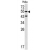 Western blot analysis of CASP8 antibody (C-term) (AP17186PU-N) in Hela cell line lysates (35 µg/lane). CASP8 (arrow) was detected using the purified Pab.