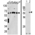 (LEFT) Western blot analysis of CCT3 Antibody (Center) (AP17198PU-N) in MCF7,CEM,K562,HL-60,Hela cell line lysates (35ug/lane).CCT3 (arrow) was detected using the purified Pab. (RIGHT) Western blot analysis of CCT3 (arrow) using rabbit polyclonal CCT3 Antibody (Center) (AP17198PU-N). 293 cell lysates (2 ug/lane) either nontransfected (Lane 1) or transiently transfected with the CCT3 gene (Lane 2) .