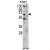 Western blot analysis of CCT3 Antibody (C-term) (AP17199PU-N) in K562 cell line lysates (35 µg/lane). CCT3 (arrow) was detected using the purified Pab.