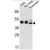 Western blot analysis of CYK18 Antibody (C-term)(AP17266PU-N) in K562,NCI-H460 cell line lysates and mouse stomach tissues lysates(35 µg/lane). CYK18 (arrow) was detected using the purified Pab.
