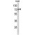 Western blot analysis of RAD17 antibody (N-term) (AP17697PU-N) in HL60 cell line lysates (35ug/lane). RAD17 (arrow) was detected using the purified Pab.
