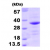 Recombinant human BAG1, 1- 230 aa: 15% SDS-PAGE (3 µg)